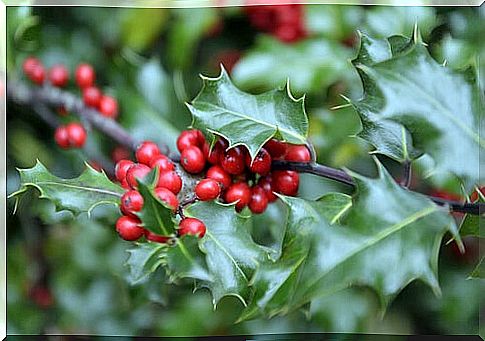 Mistletoe helps in the elimination of toxins