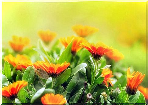 Calendula plants to ward off mosquitoes