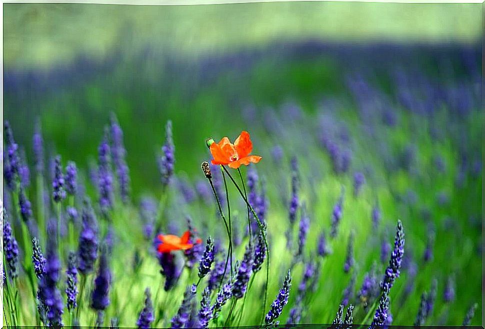 Orange flowers in a lavender field.