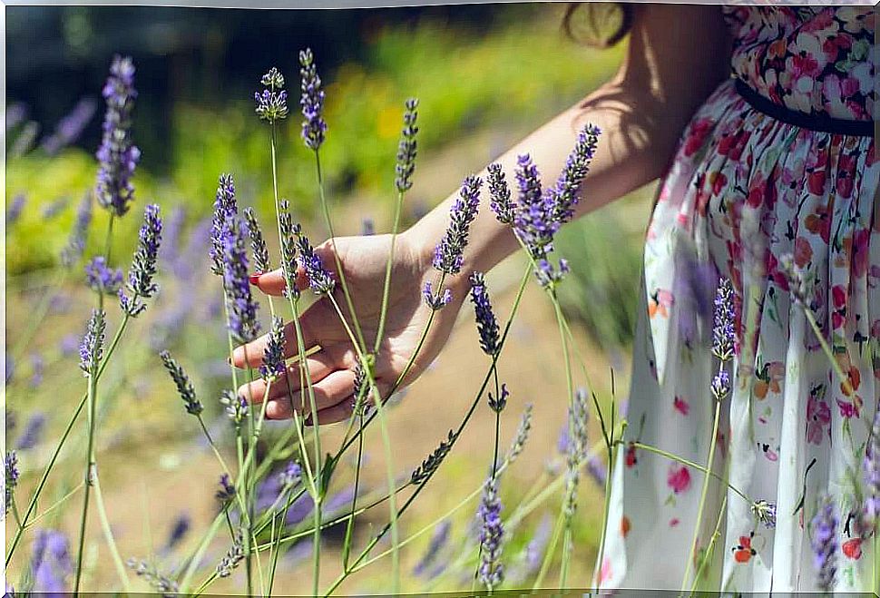 Woman stroking lavender flowers.