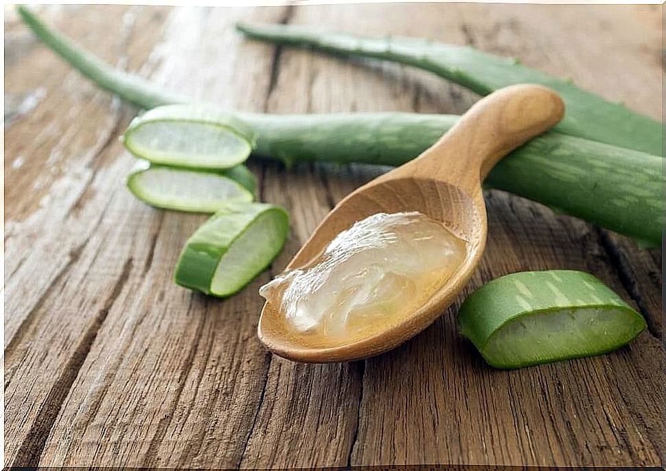 Aloe-vera-effective-against-candida