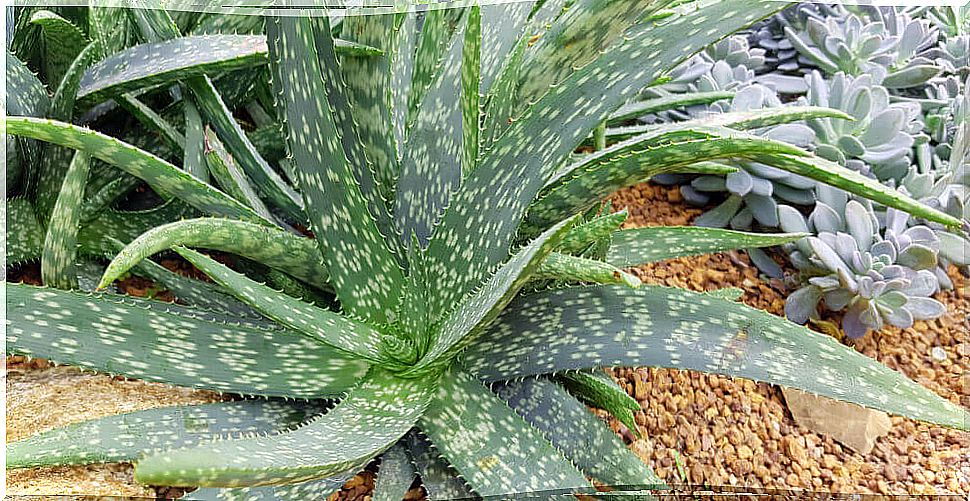 Aloe vera plant next to succulents.