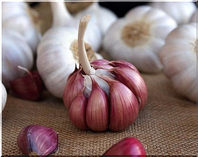 Purple garlic