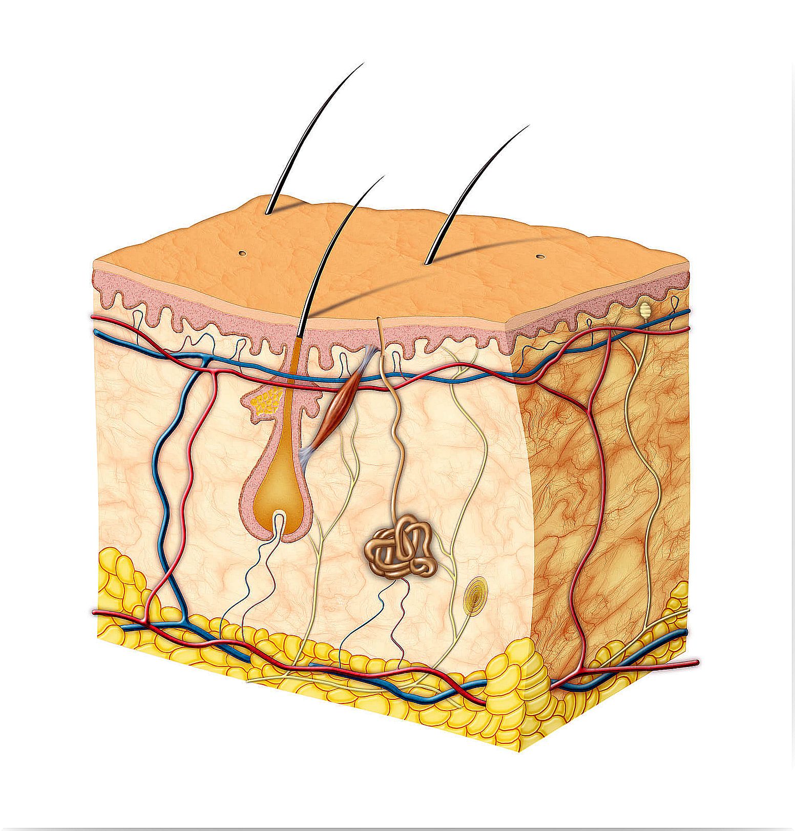 Anatomy of the skin.