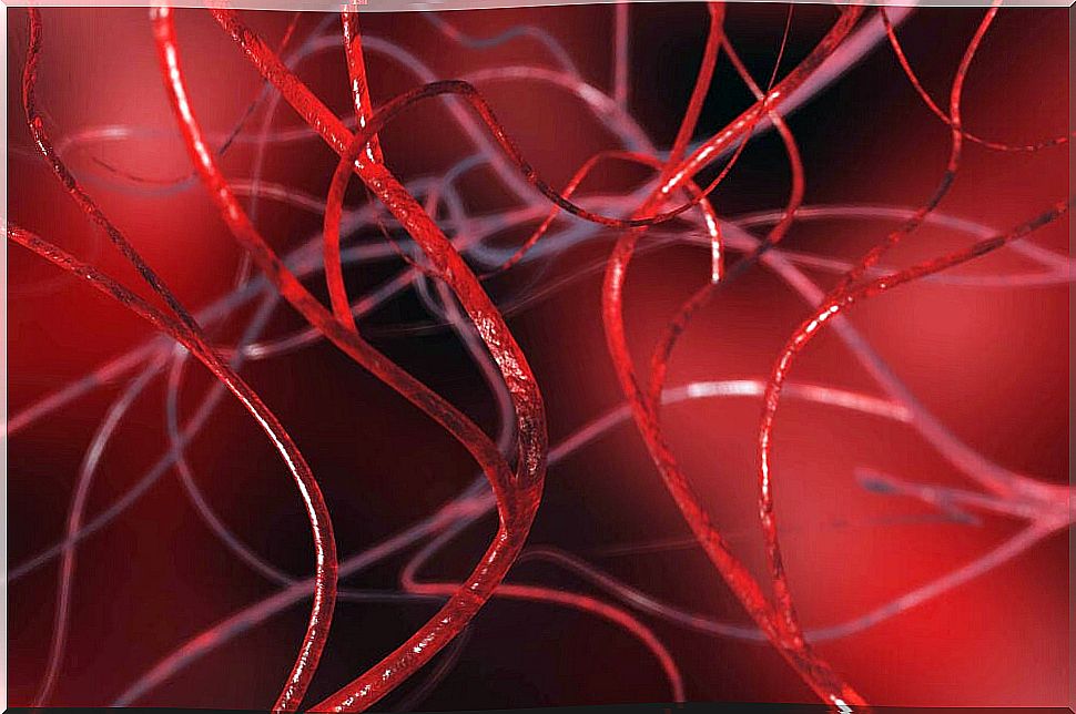 3D image of blood vessels.