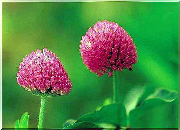 red clover menopausal hot flashes