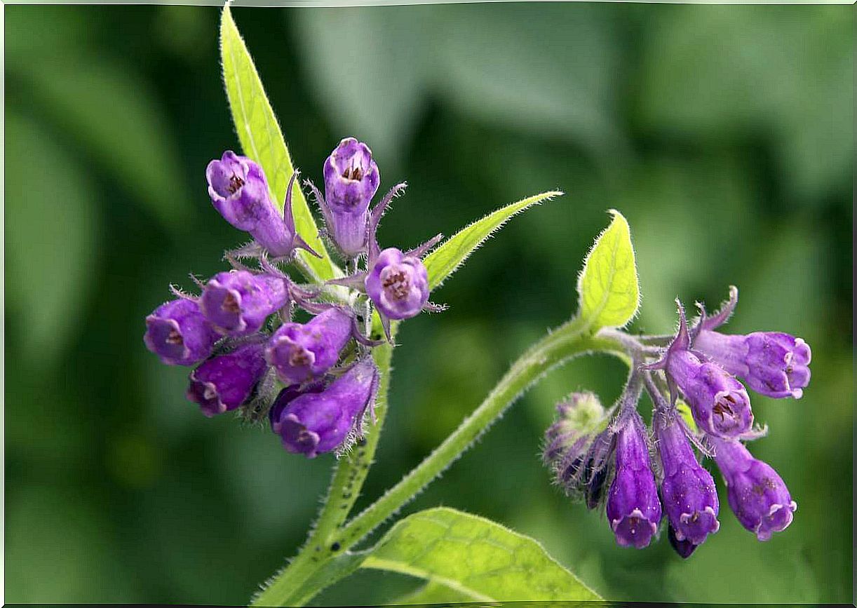 Comfrey to treat vaginal yeast