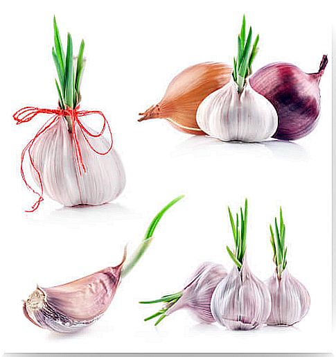 Garlic