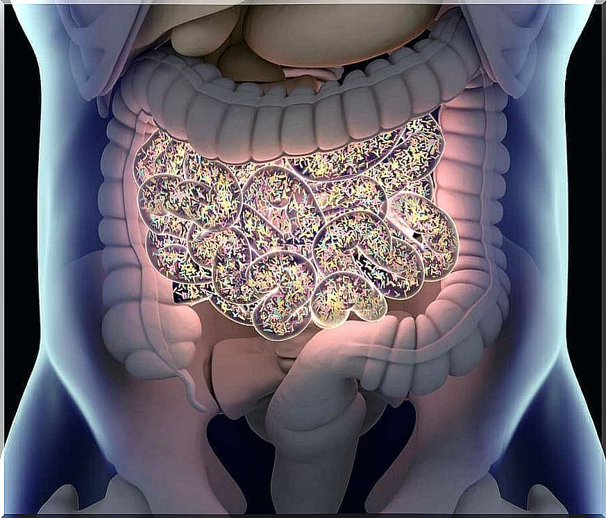 lipids and gut microbiota