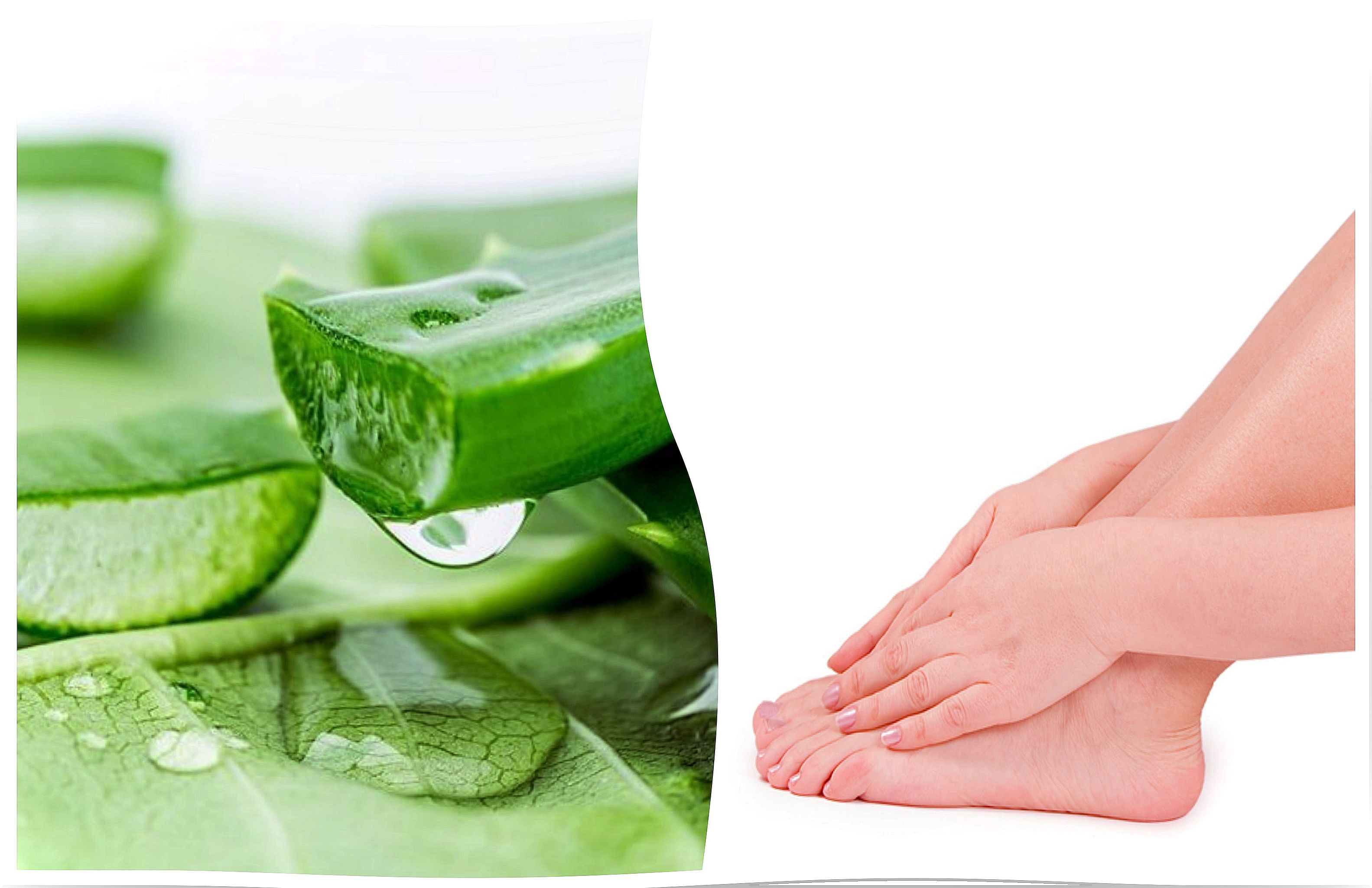 How to combat foot fungus with aloe vera