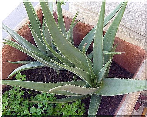 aloe vera