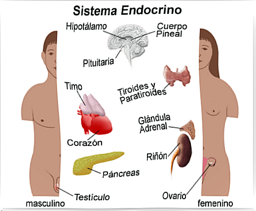 hormones of the human body