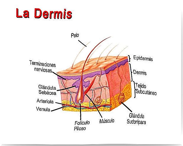 Physiology of the skin: dermis