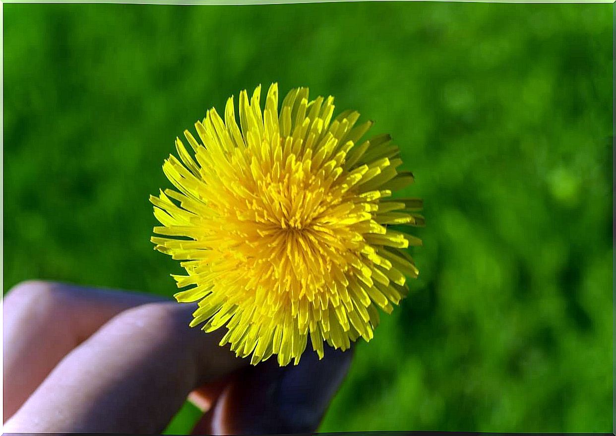 Dandelion, a remedy to detoxify your body naturally.