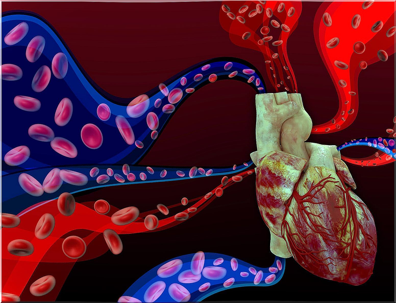 Anatomy of the heart and its sides.