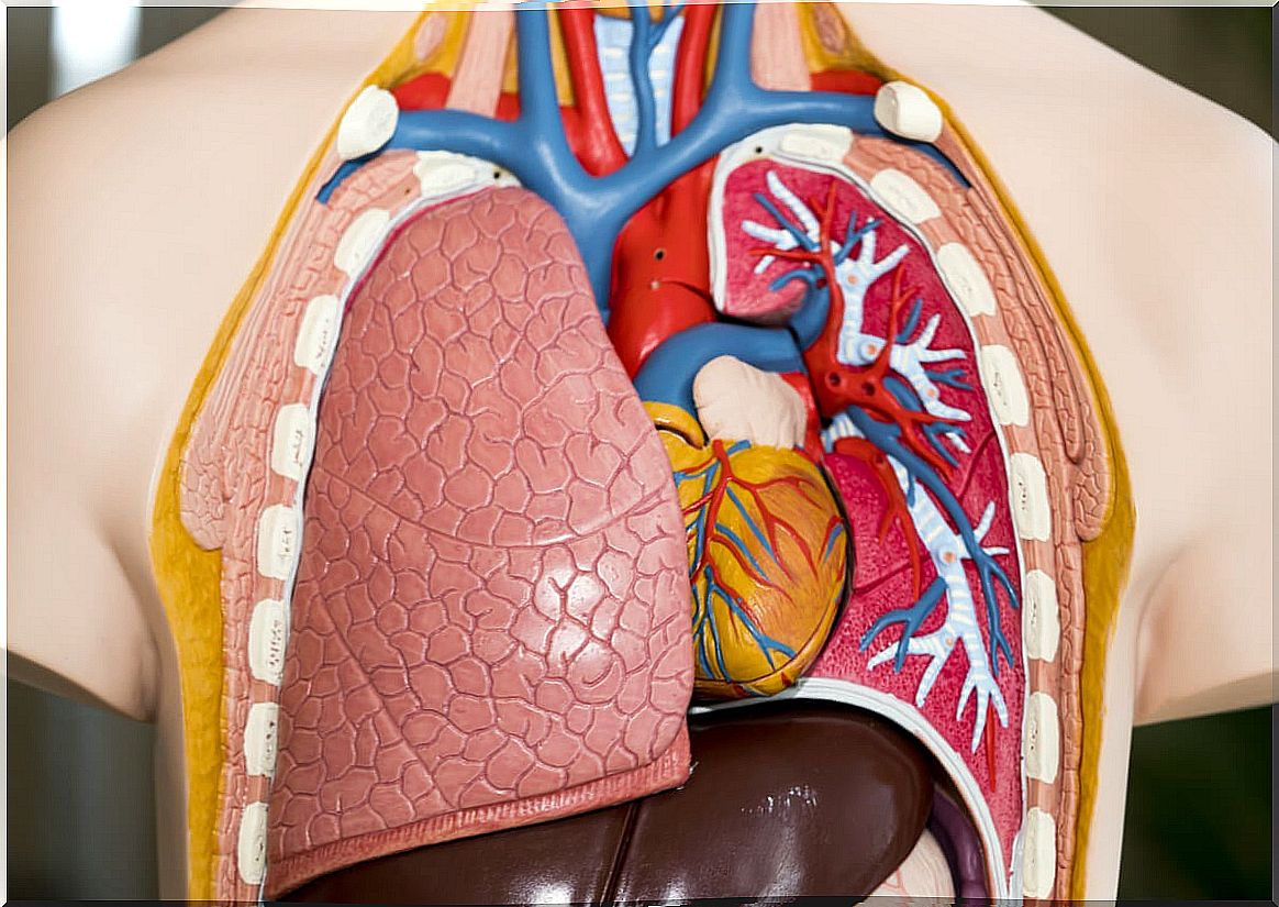 Anatomical model of lungs and heart.