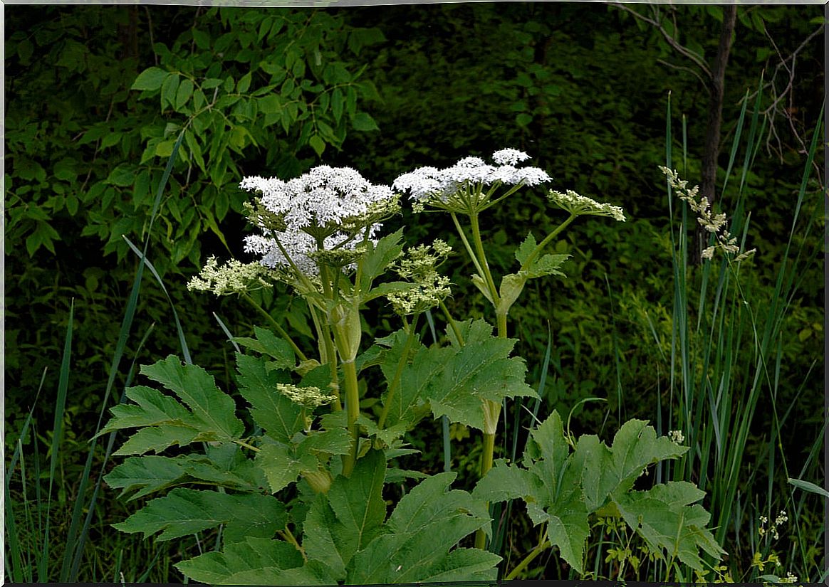 Giant parsley sap is dangerous. 