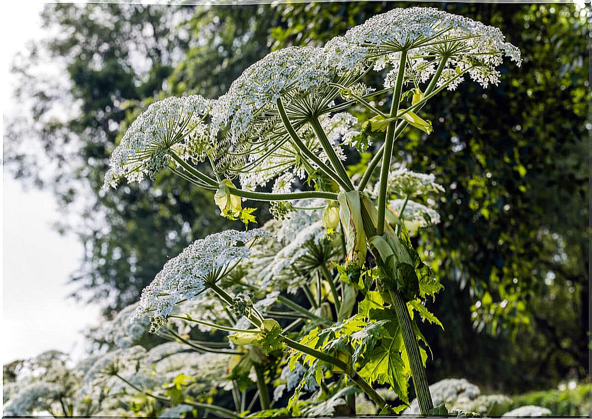 Eradicate the giant parsley.